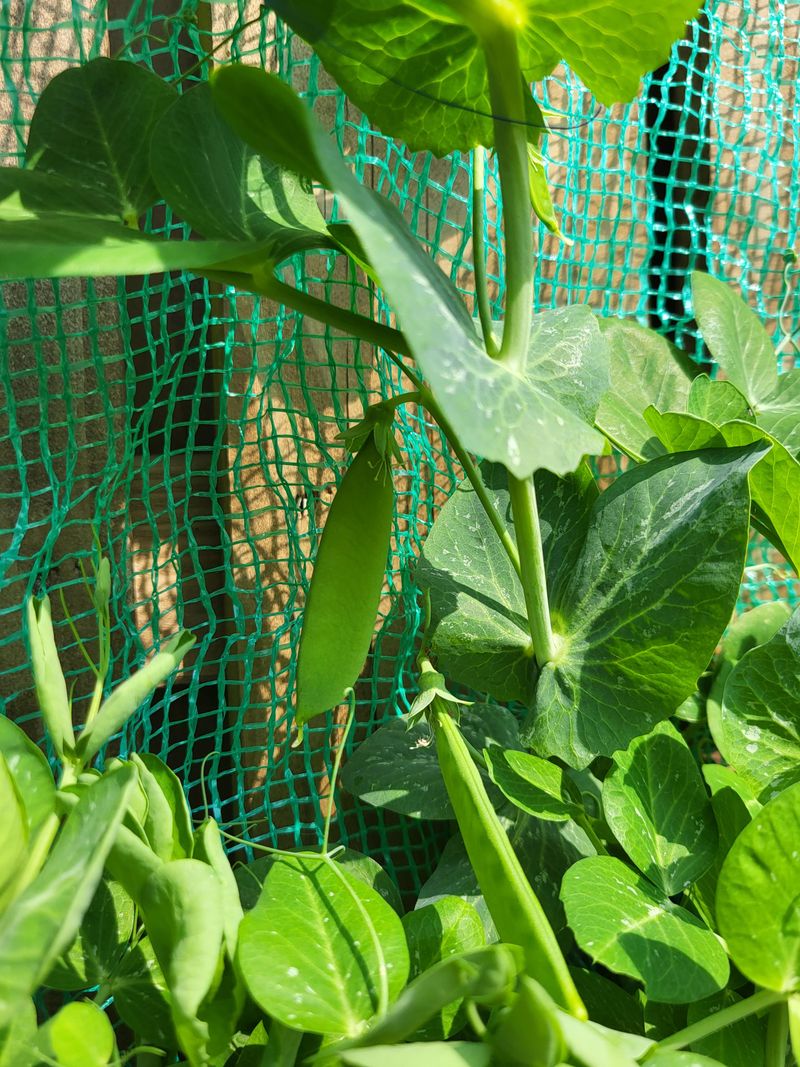 Cool Weather Limits Many Common Garden Pests