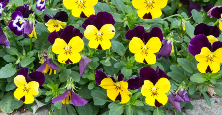 pansy plants (featured image)