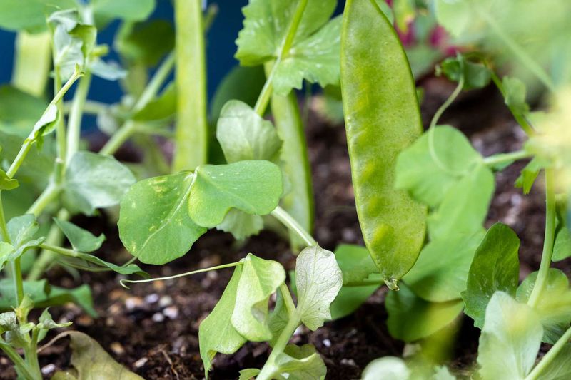 Peas Tolerate Light Frost Conditions