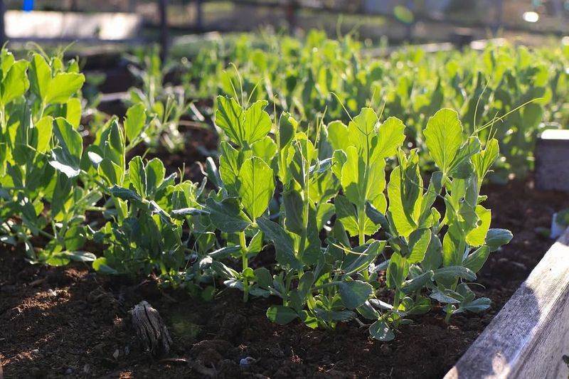 Peas Naturally Enrich Your California Soil With Nitrogen