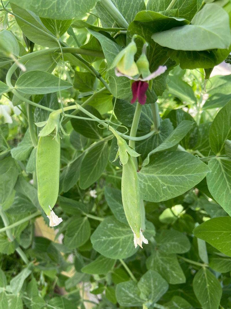 Fewer Pests Are Active This Time Of Year