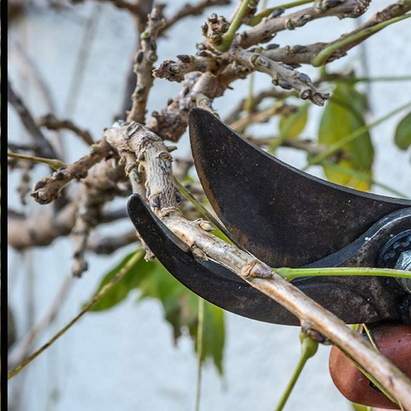 Cut Back Summer Growth To Five Or Six Buds