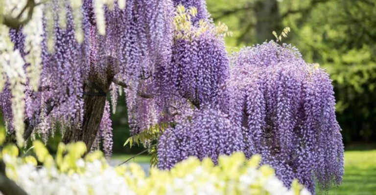 wisteria