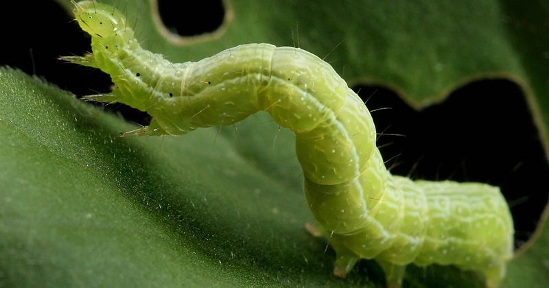 Cabbage Looper And Cutworm