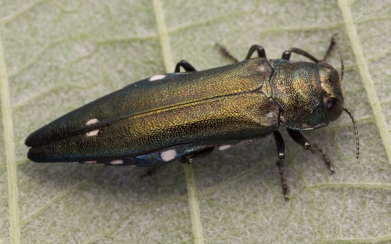 Mediterranean Oak Borer