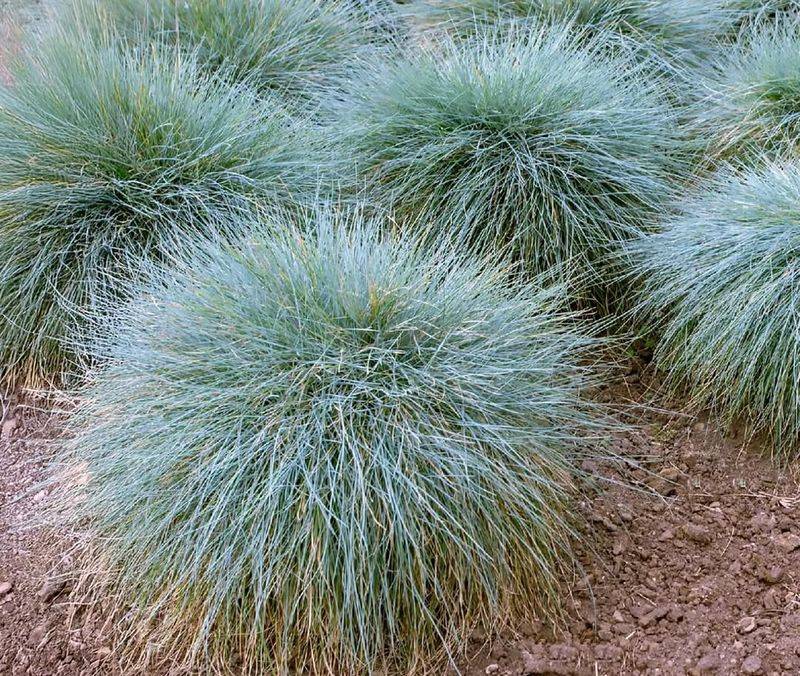 Blue Fescue Grass