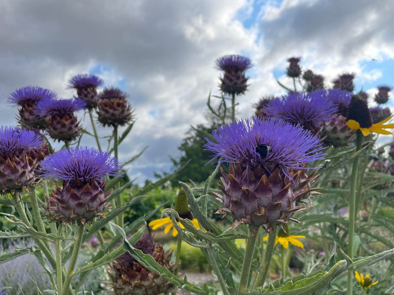Cardoon