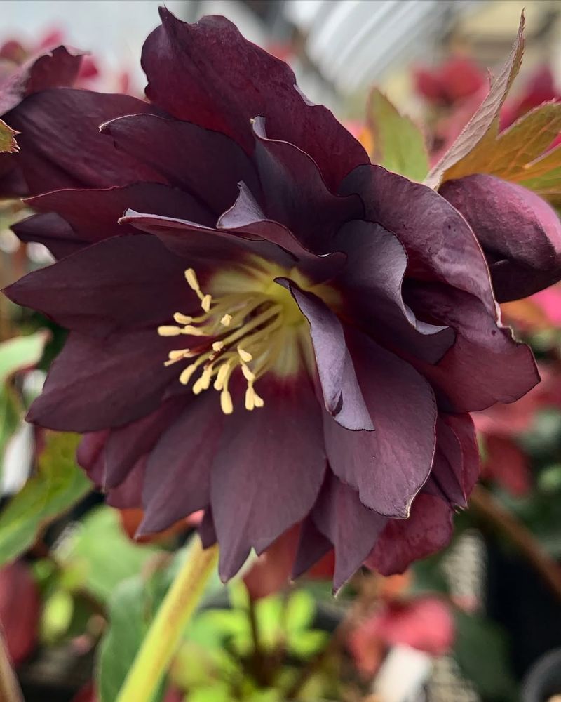 Hellebores (Lenten Rose)