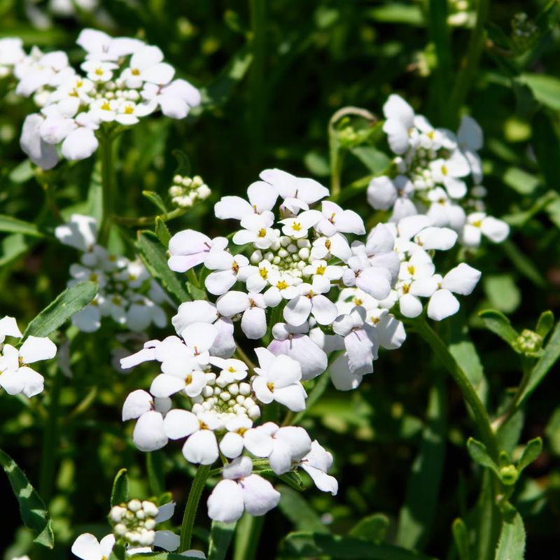 Candytuft (Iberis)