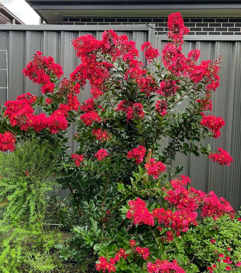 Dwarf Myrtle (Myrtus Communis 'Compacta')