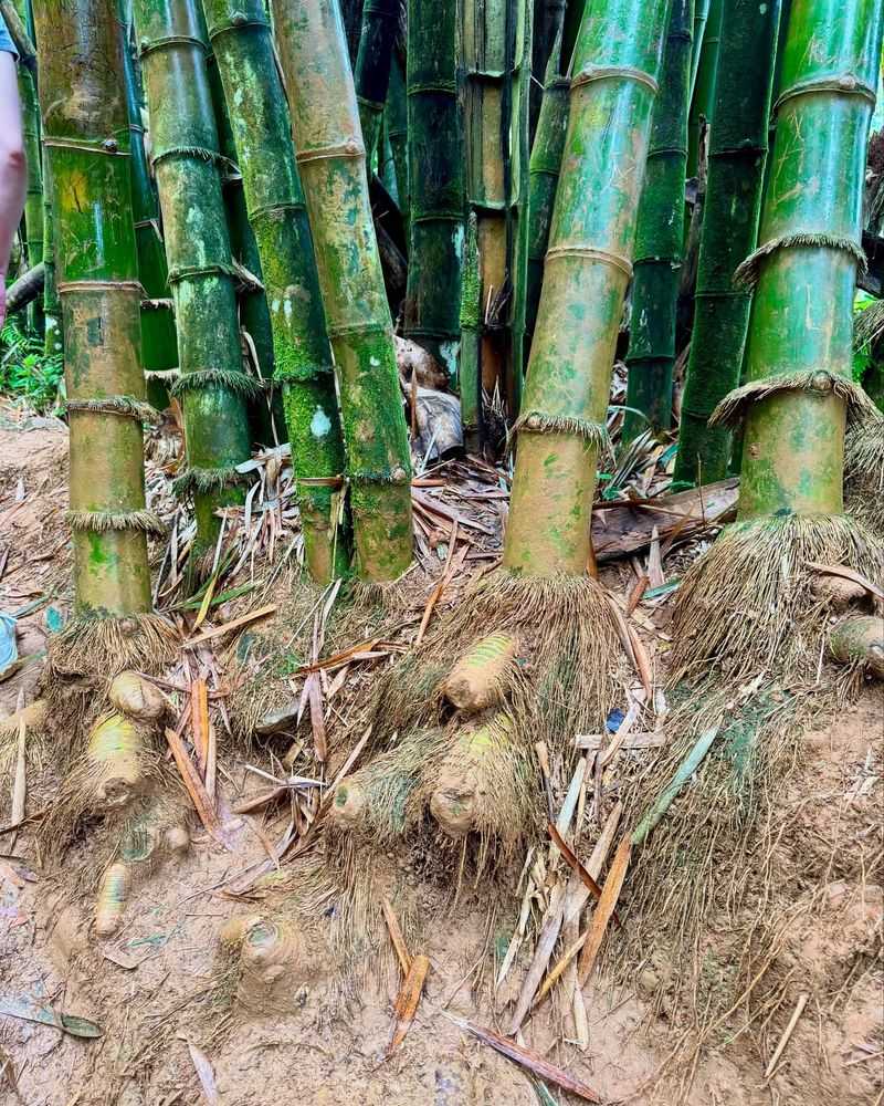 Bamboo