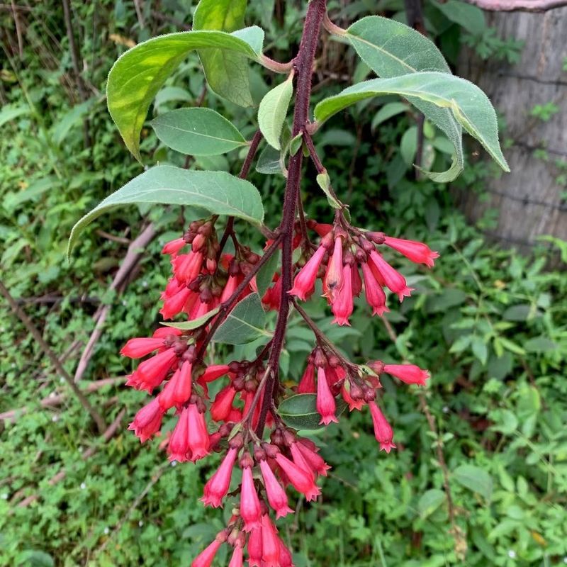 Kudzu (Pueraria Montana)