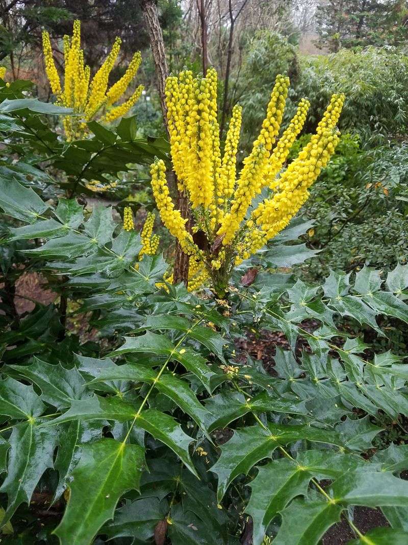 Leatherleaf Mahonia