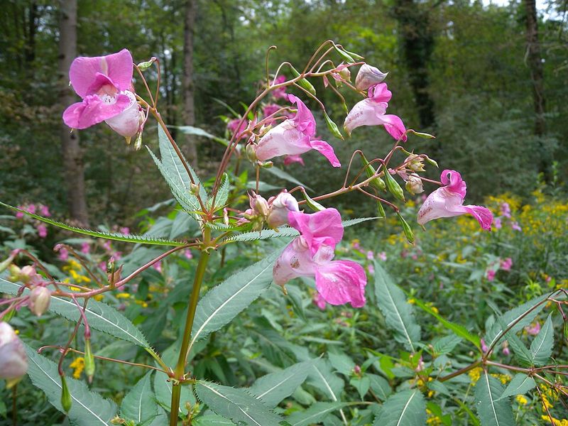 Impatiens (Non-Native Types)