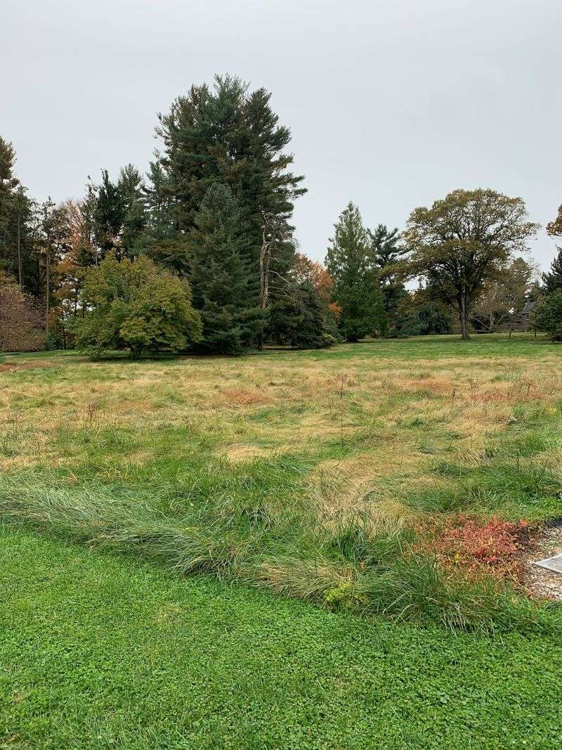 Traditional Bluegrass Lawns