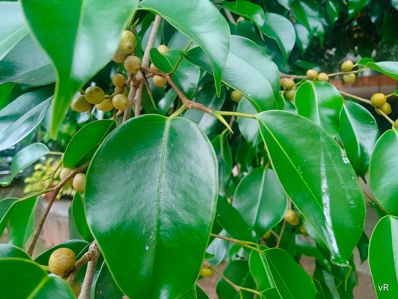 Ficus Benjamina