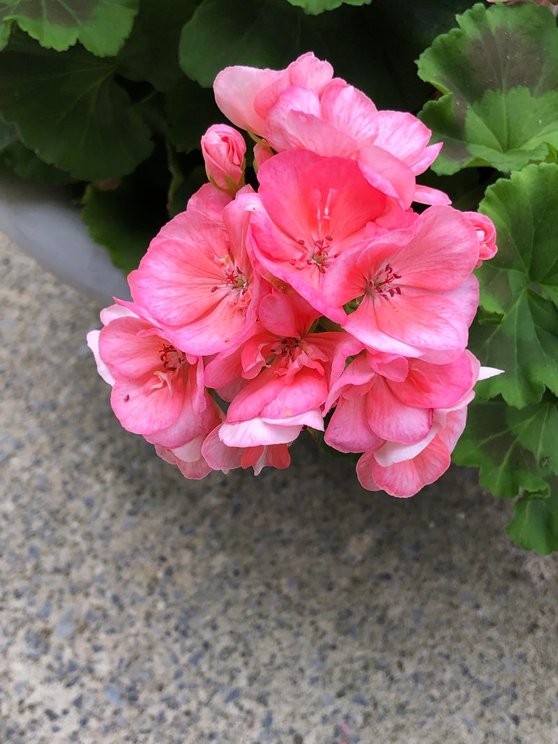 Geraniums (Pelargonium)