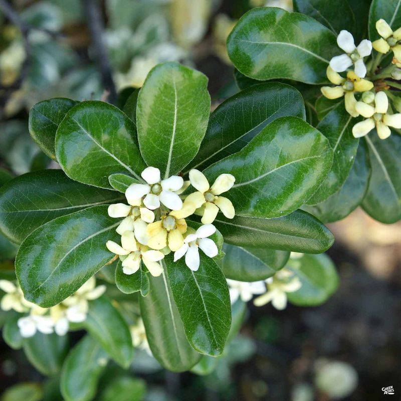 Pittosporum (Mock Orange Tree)