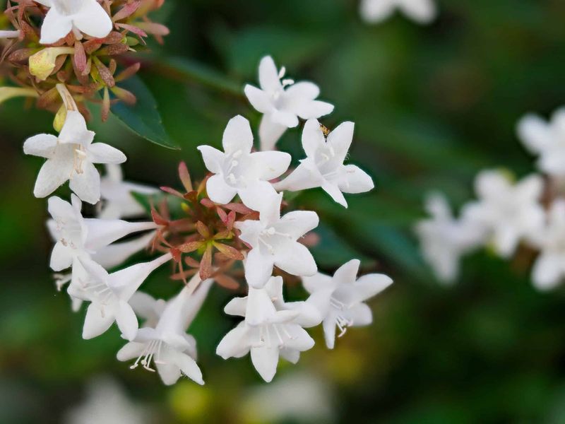 Glossy Abelia (Abelia X Grandiflora)