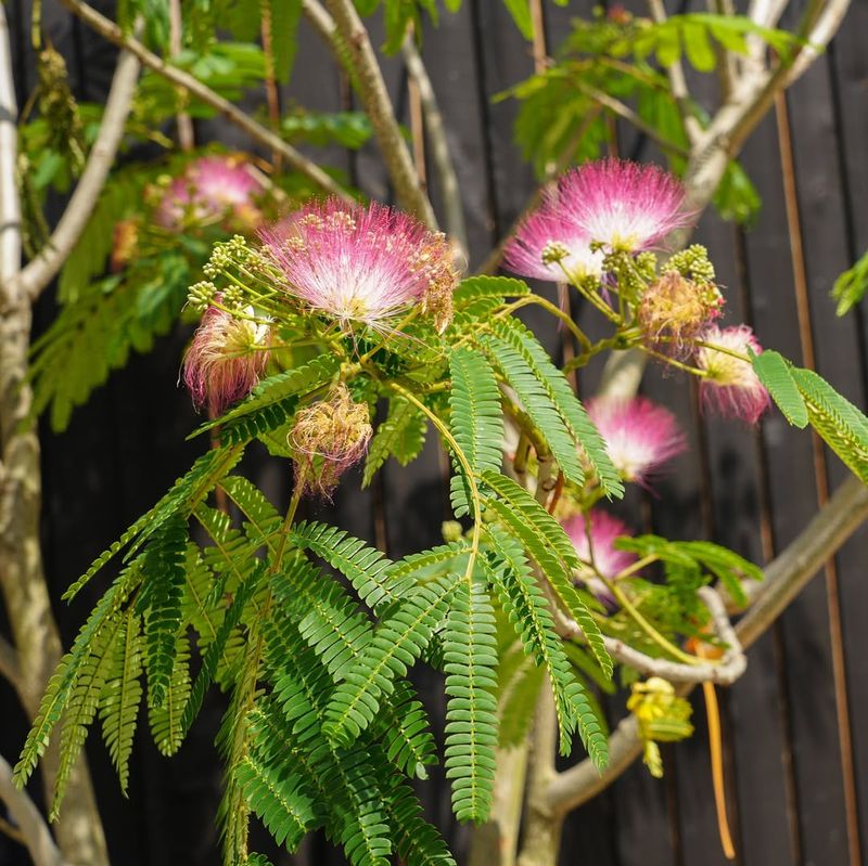 Mimosa Tree