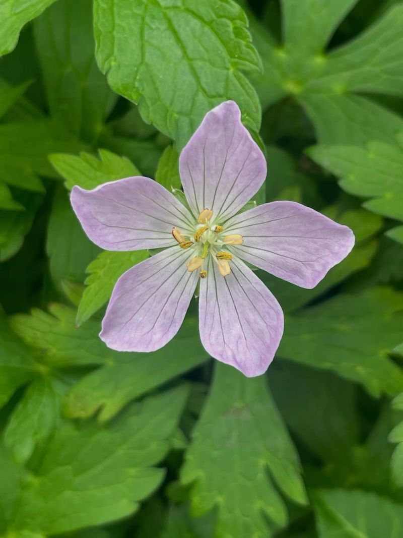 Wild Geranium (Geranium maculatum)
