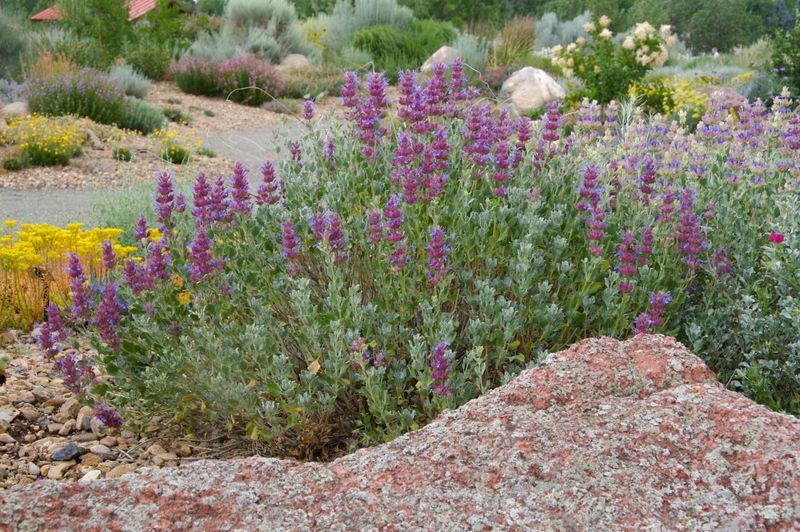 Mojave Sage For Native Desert Beauty