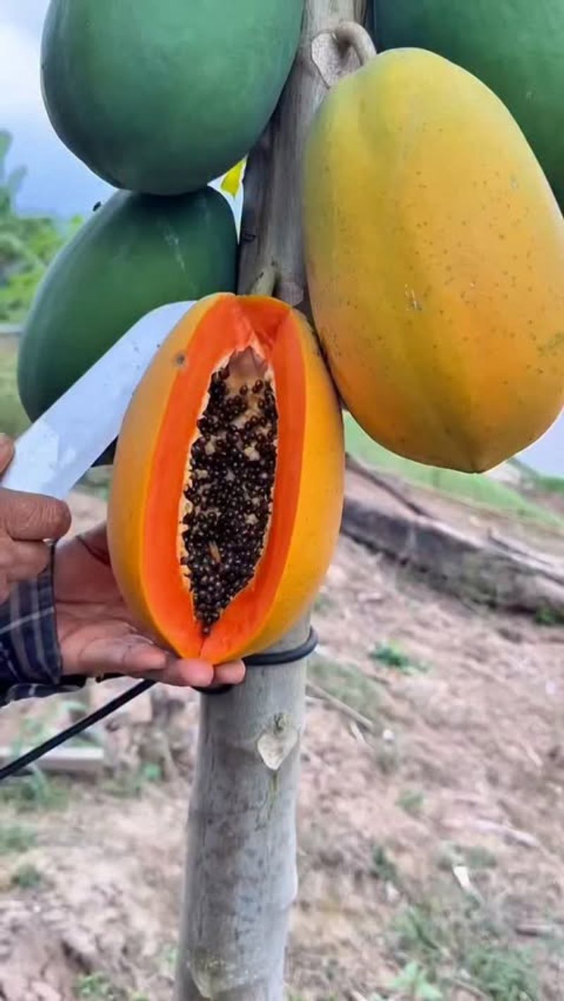 Papaya (Carica Papaya)