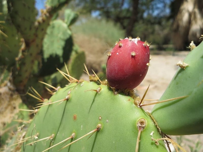 Prickly Pear Cactus