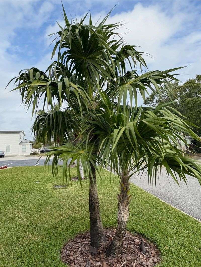 Give Palm Trees A Nutrient Boost