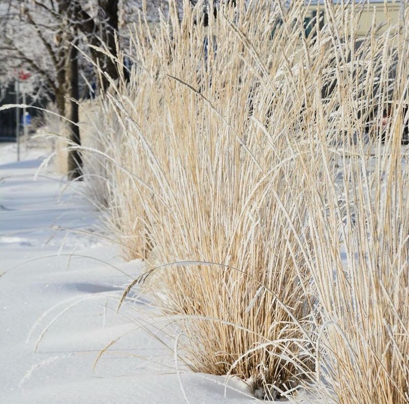 Ornamental Grasses