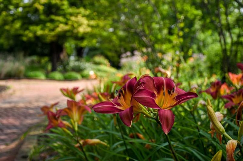 Daylilies