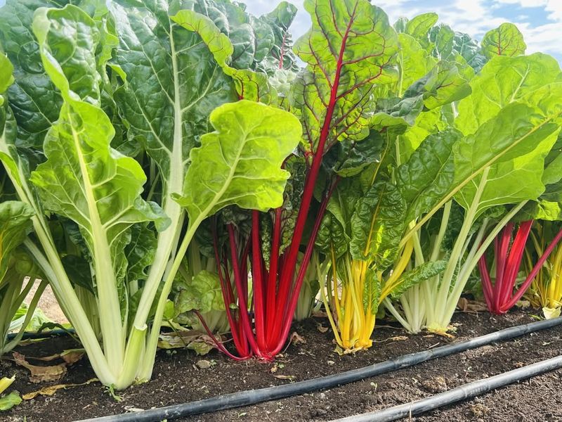 Swiss Chard