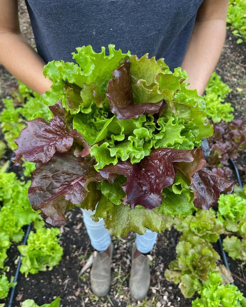 Lettuce (Loose-Leaf Varieties)