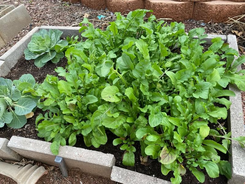 Arugula