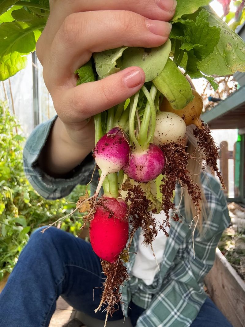 Radishes