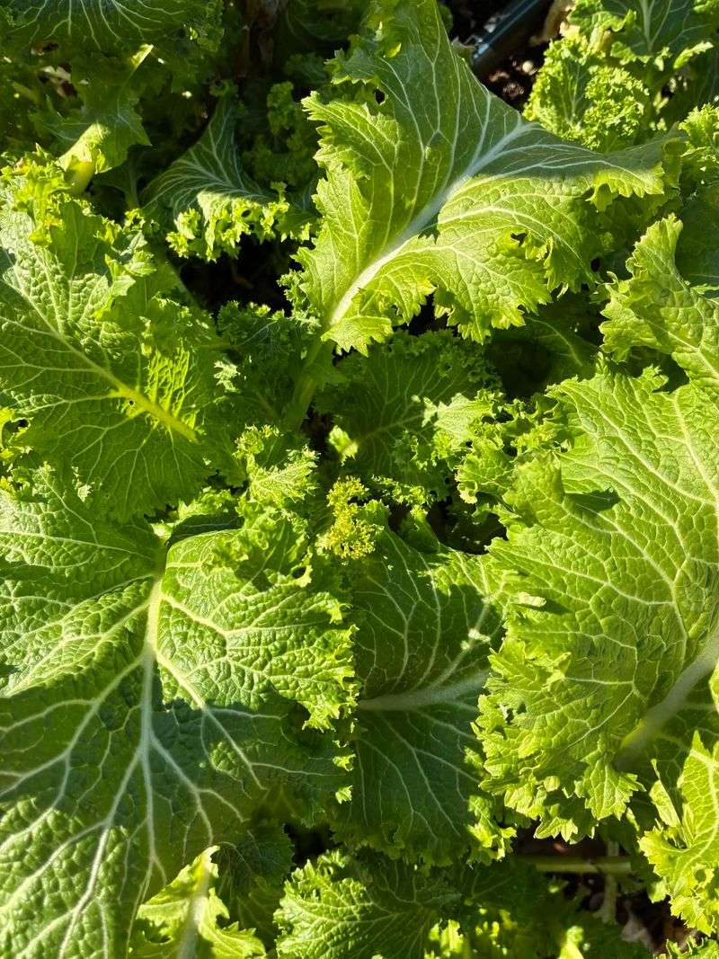 Mustard Greens