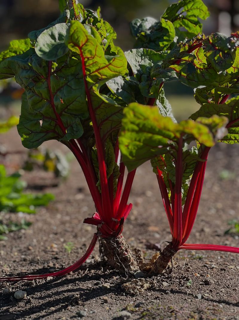 Swiss Chard