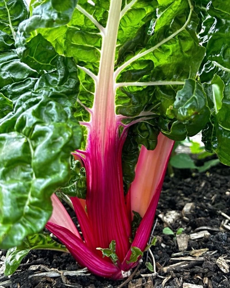 Swiss Chard