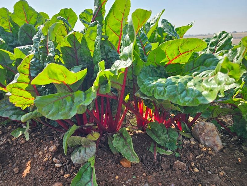 Swiss Chard