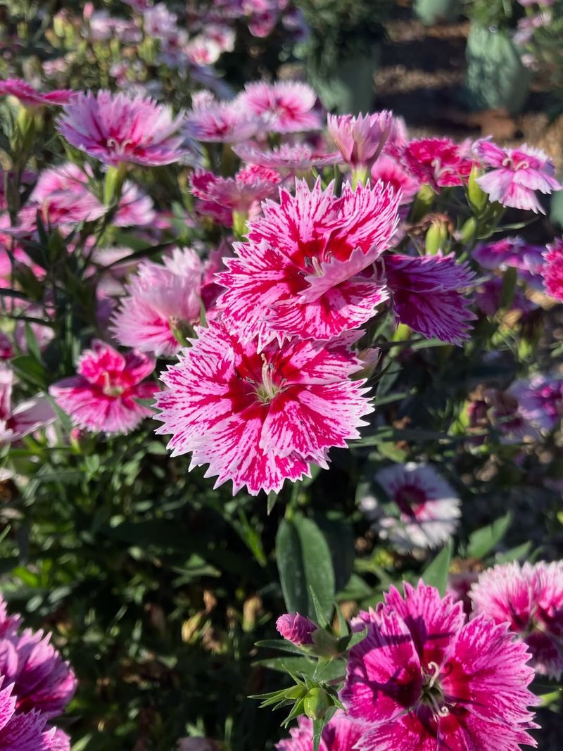 Dianthus