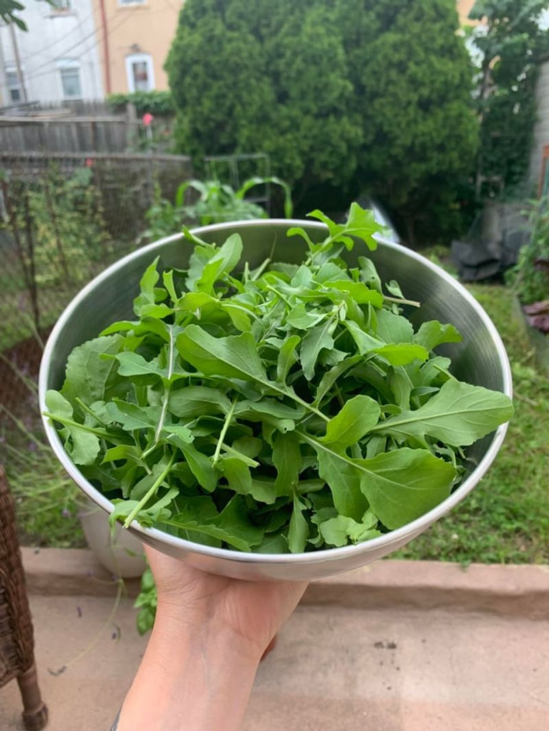 Arugula