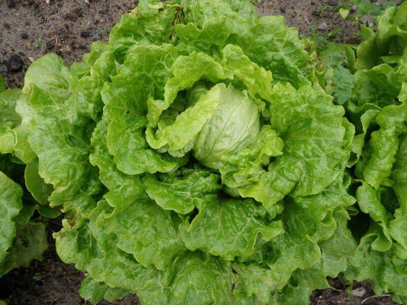 Lettuce (Cold-Hardy Varieties)