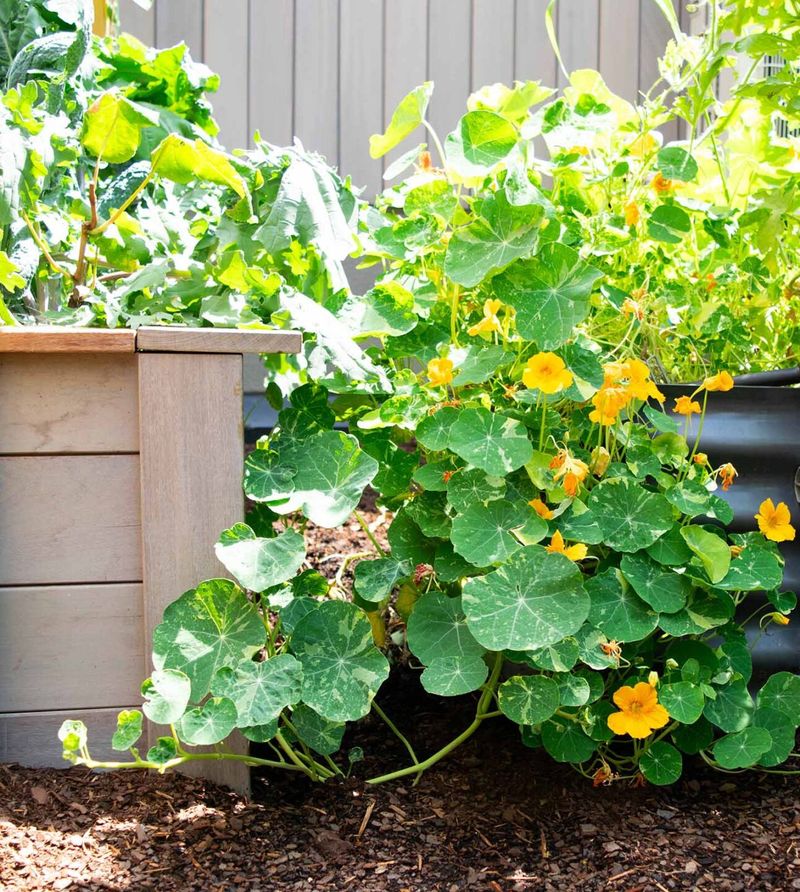 Zucchini And Nasturtiums