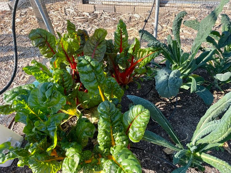 Swiss Chard Handles Temperature Swings With Ease