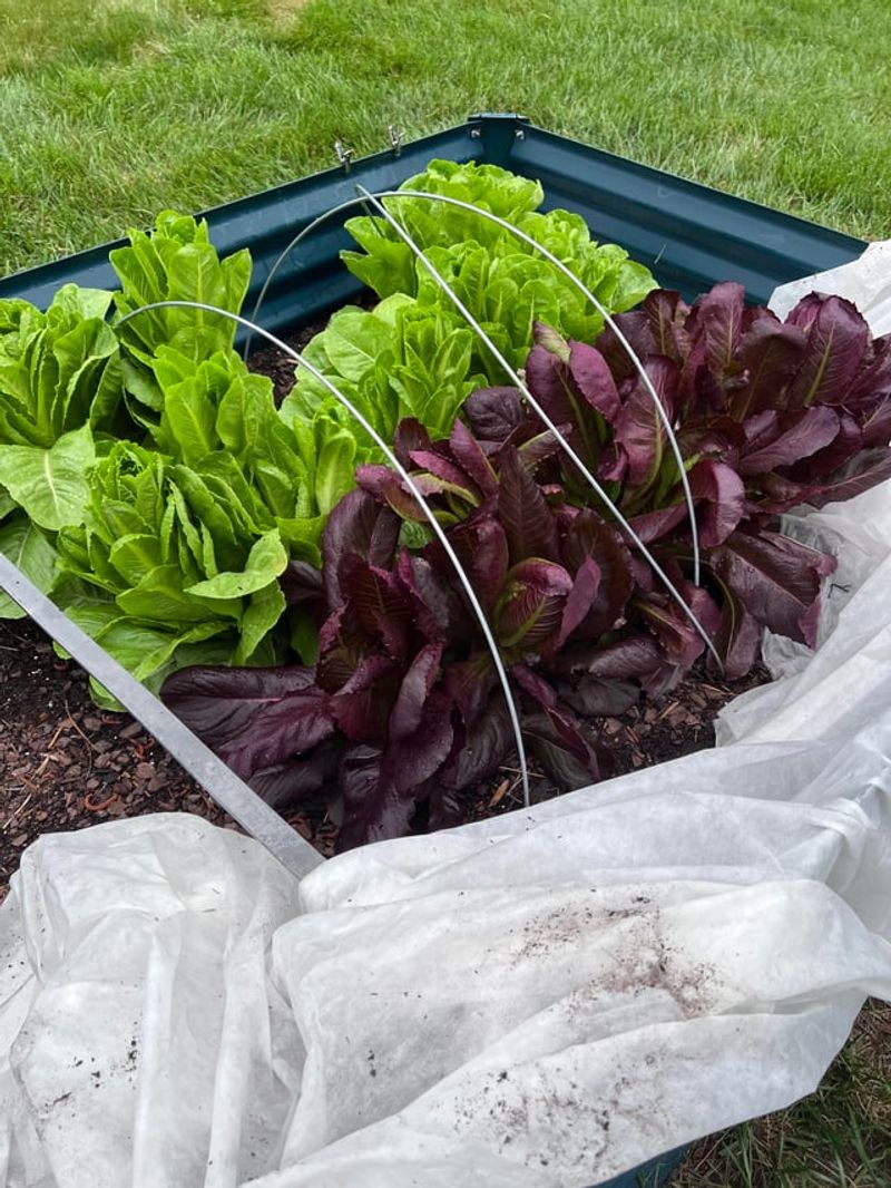 Lettuce You Can Sow Under Covers