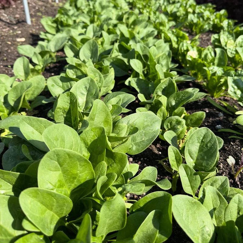 Spinach That Thrives In Cool Weather