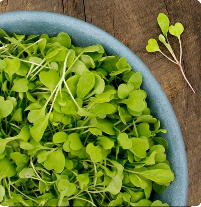 Arugula Microgreens For Peppery Greens In Days