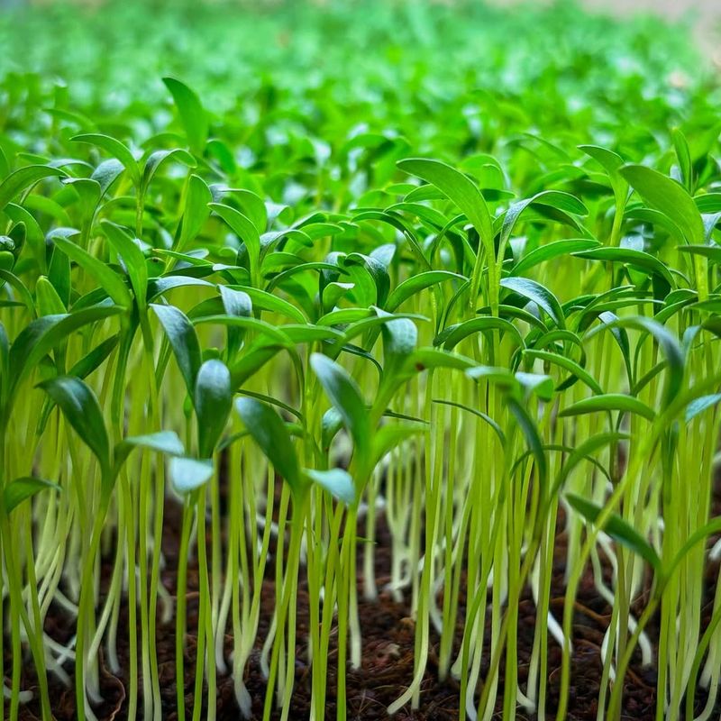 Cilantro Microgreens