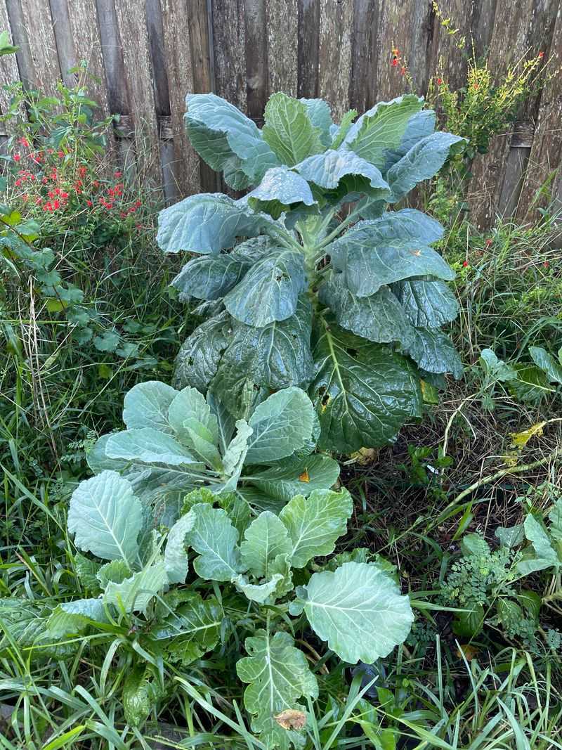 Collard Greens Power Through Late Winter Weather
