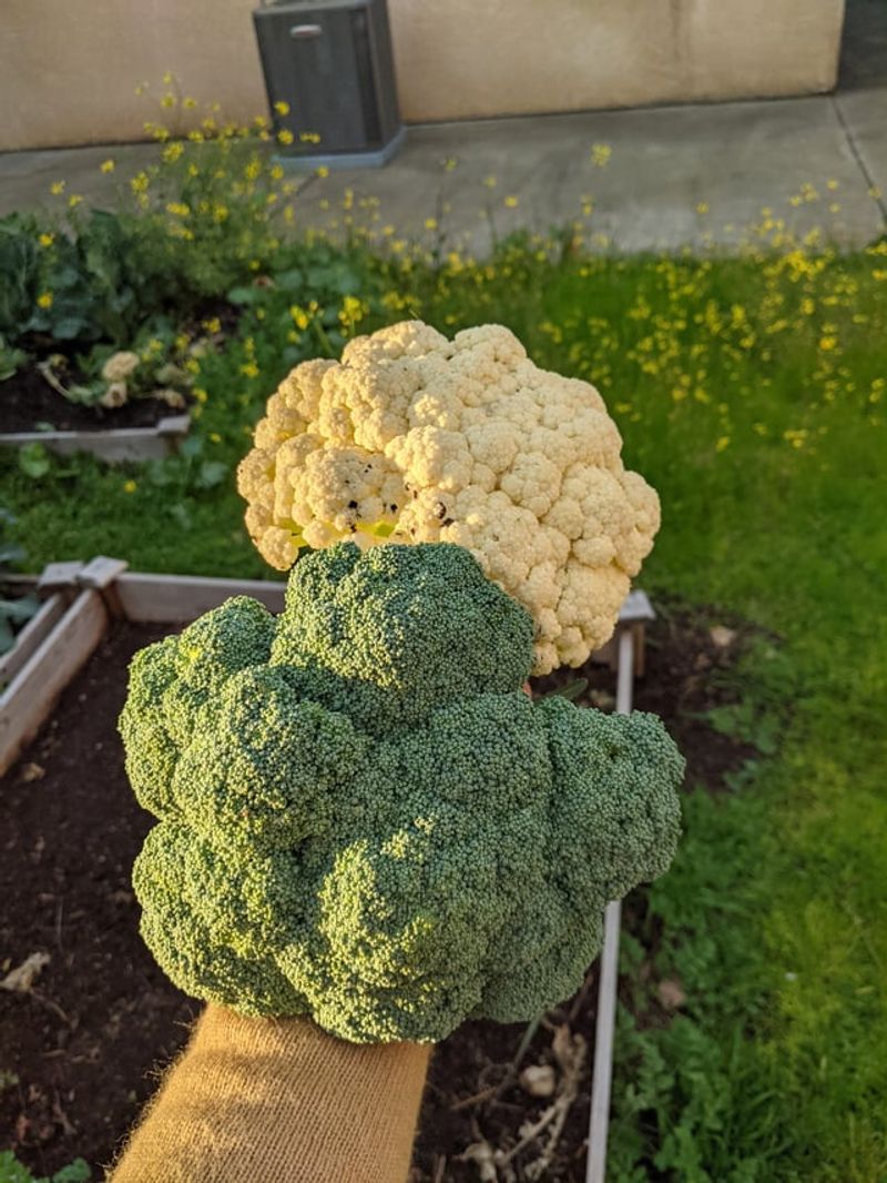 Broccoli / Cauliflower (Brassicas)